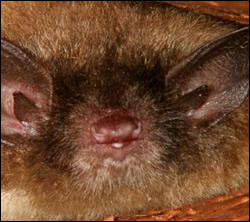 Bat removal and control in Goodlettsville TN