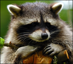Raccoon removal and control Goodlettsville