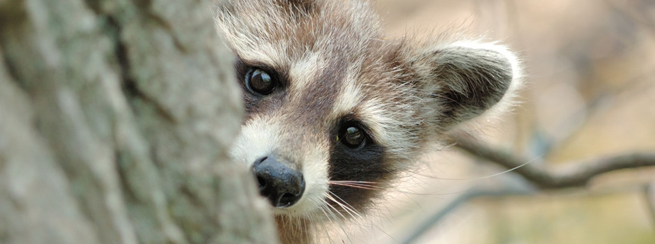 Goodlettsville Raccoon Removal